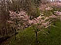 Arbres en fleurs, vus du BIT, mars 2005